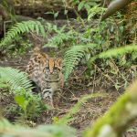 Primer Festival del Felino: Cornare lidera jornada para la conservación de la biodiversidad